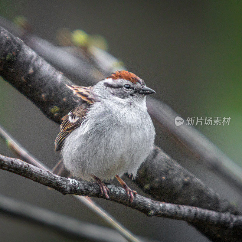 残酷的家庭，(Spizella passerina)，切麻雀。